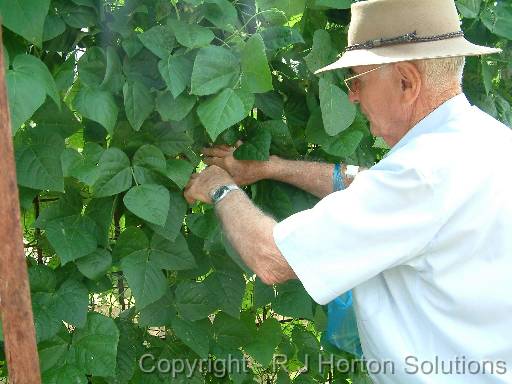 Picking Climbing Beans 2 